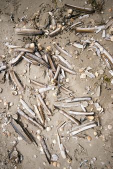 Seashells Close-up Royalty Free Stock Photography Seashells Close-up Royalty Free Stock Photography