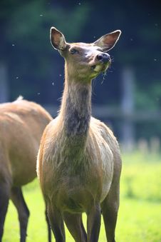 Wapiti Deer Royalty Free Stock Photos