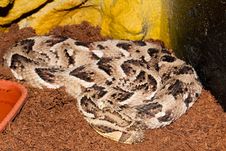 Puff Adder In Terrarium Royalty Free Stock Photography Puff Adder In Terrarium Royalty Free Stock Photography
