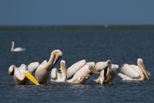 Great White Pelicans Flock Royalty Free Stock Image Great White Pelicans Flock Royalty Free Stock Image