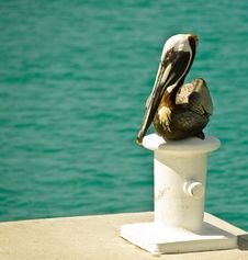 Pelican Resting Stock Images Pelican Resting Stock Images
