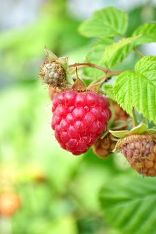 Ripe Raspberries In The Garden Stock Photos Ripe Raspberries In The Garden Stock Photos