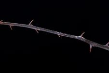 Plant With Thorns Royalty Free Stock Images Plant With Thorns Royalty Free Stock Images