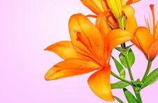 Beautiful Flower Lily Stock Photo Beautiful Flower Lily Stock Photo