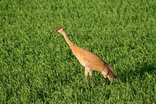 Sandhill Crane Royalty Free Stock Photos Sandhill Crane Royalty Free Stock Photos