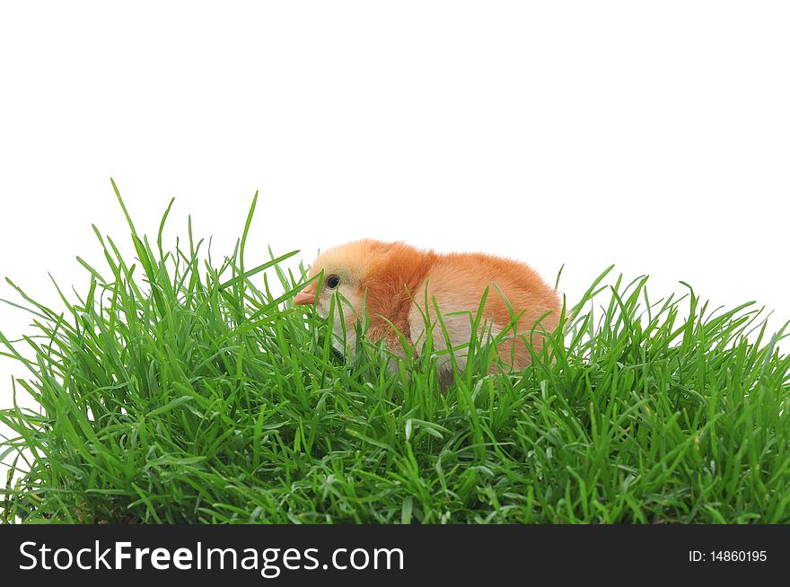 Chick in grass on white background