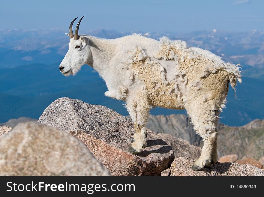 Mountain Goat on Mt. Evans, Colorado