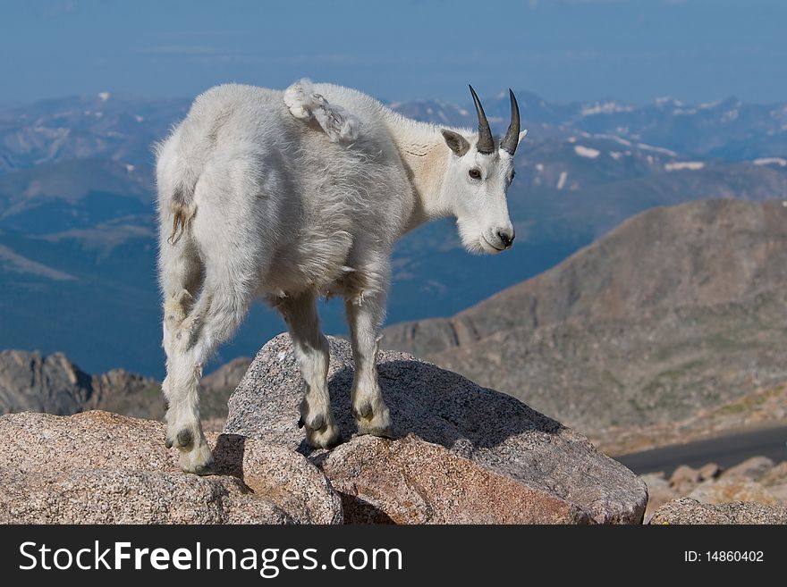 Mountain Goat on Mt. Evans, Colorado. Mountain Goat on Mt. Evans, Colorado