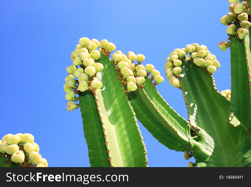 Cactus tree close up picture.