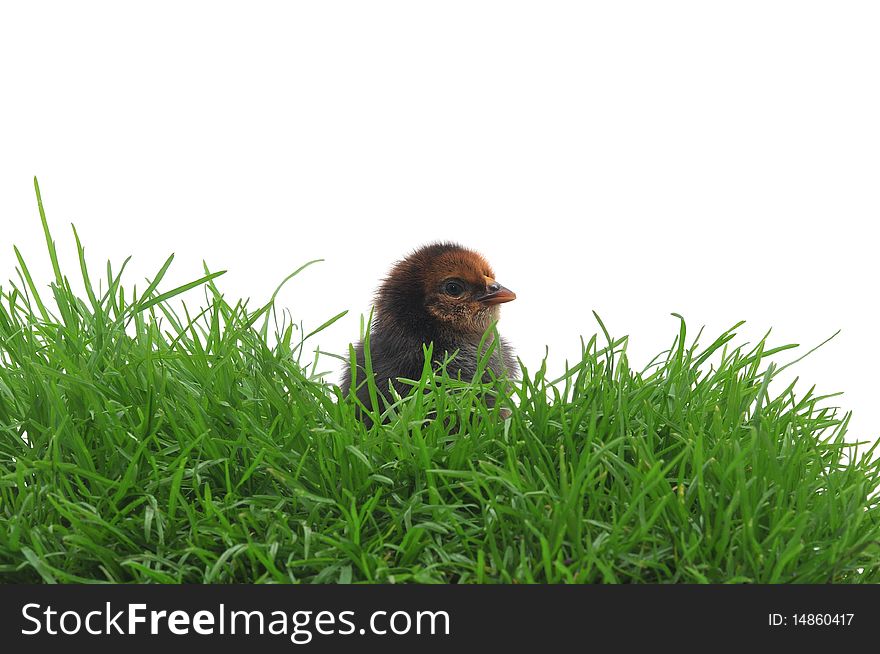 Chick in grass on white background