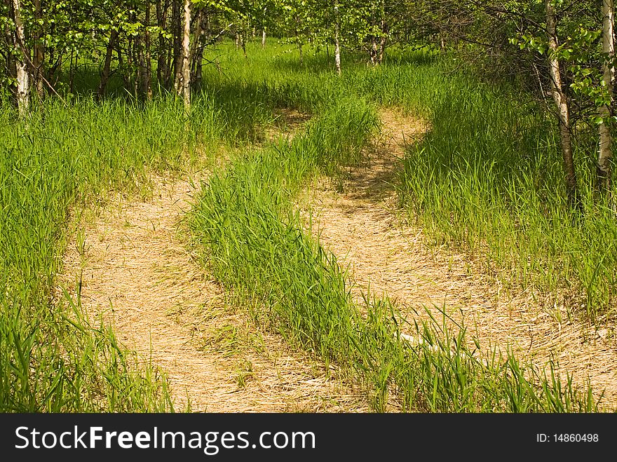 Meadow road of boundless fields