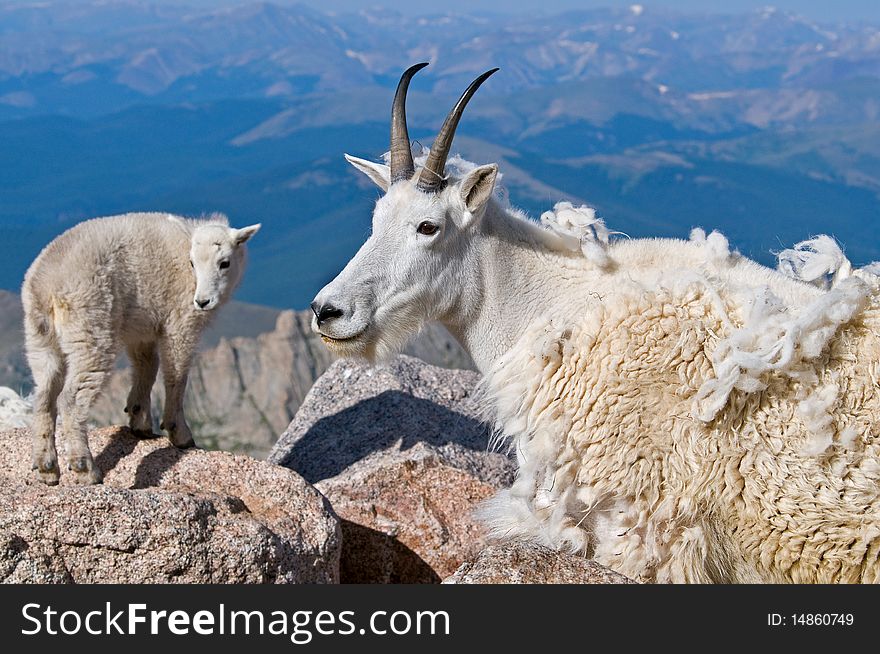 Mountain Goat Mother And Baby 2