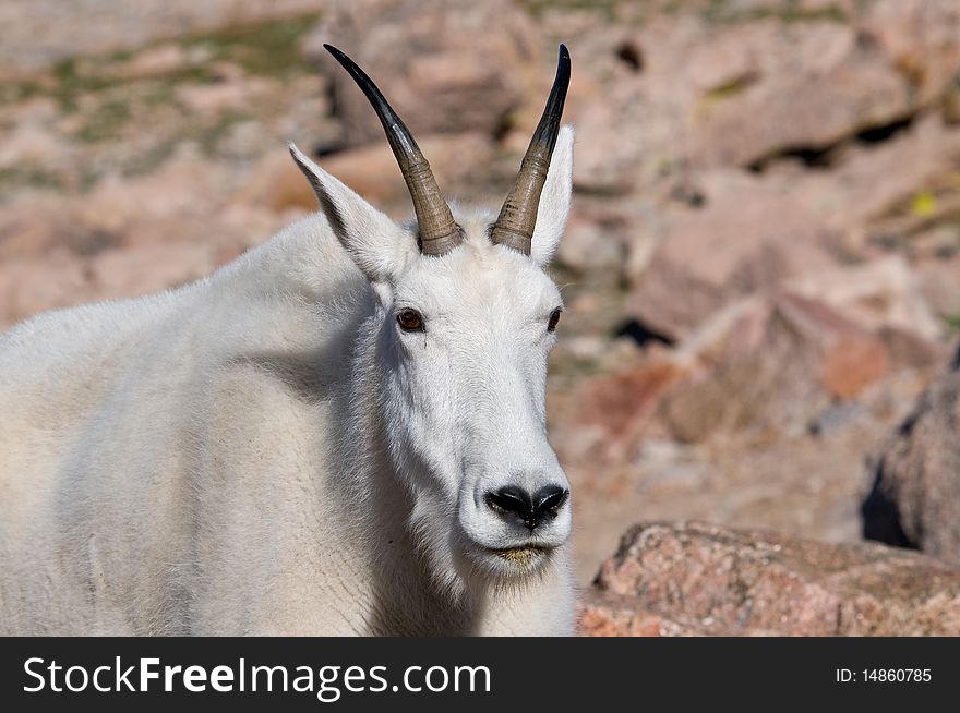 Mountain Goat on Mt. Evans, Colorado. Mountain Goat on Mt. Evans, Colorado