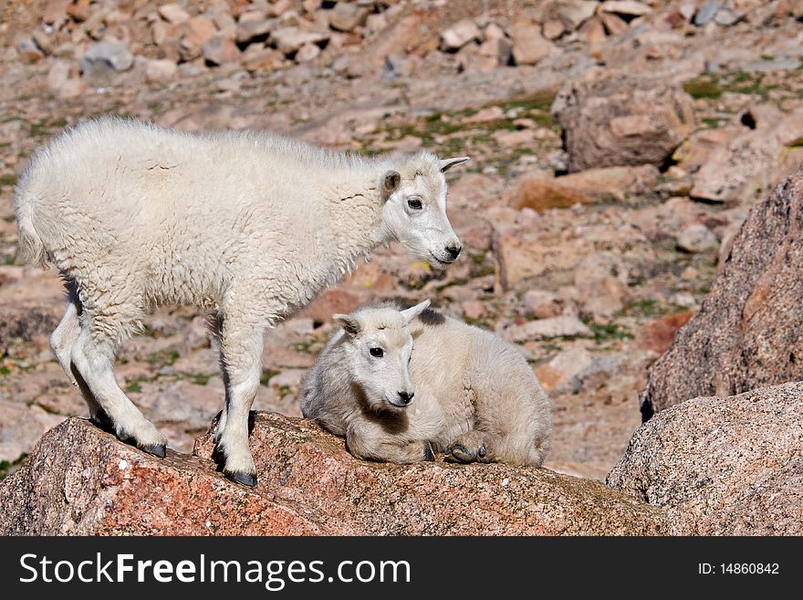 Mountain Goat on Mt. Evans, Colorado. Mountain Goat on Mt. Evans, Colorado