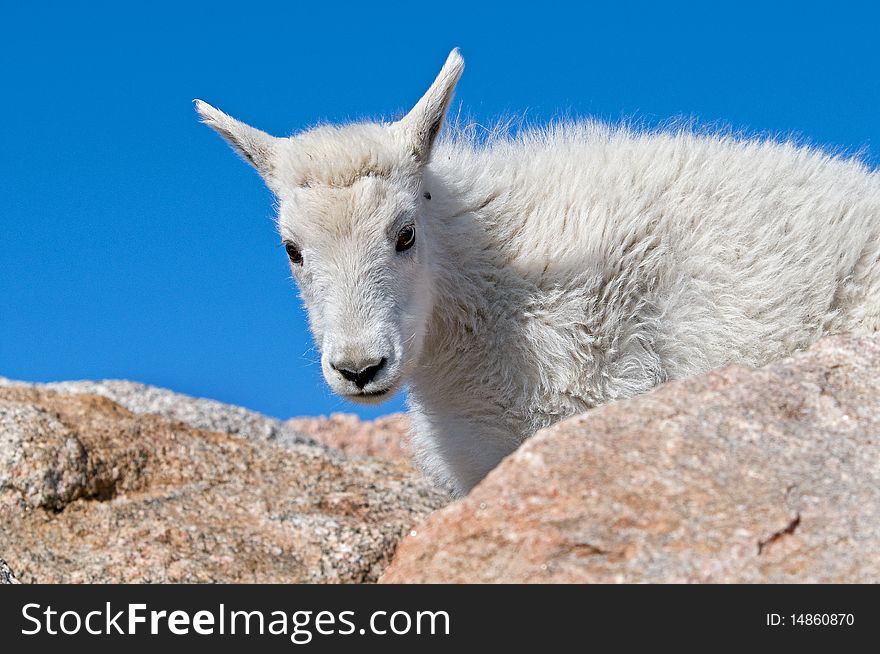 Mountain Goat on Mt. Evans, Colorado. Mountain Goat on Mt. Evans, Colorado