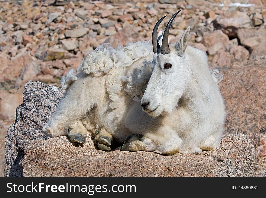 Mountain Goat 6