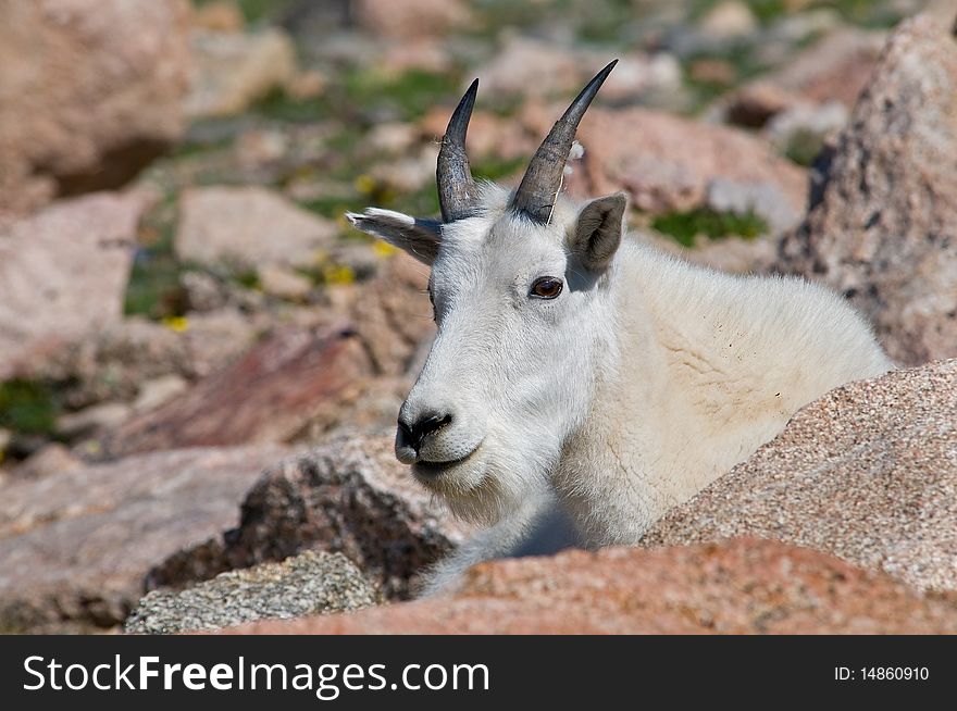 Mountain Goat on Mt. Evans, Colorado. Mountain Goat on Mt. Evans, Colorado