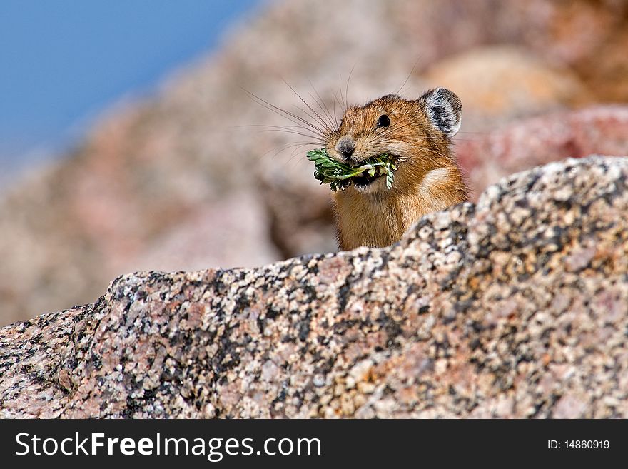 Pika Foraging For Food
