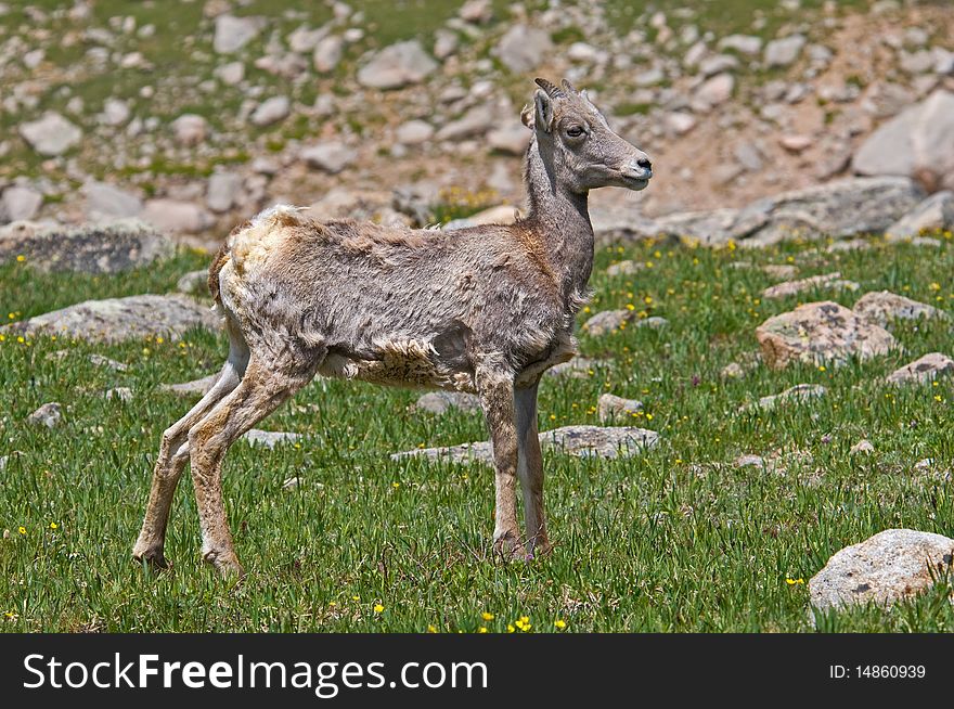 Big Horn Sheep lamb on Mt. Evans, Colorado