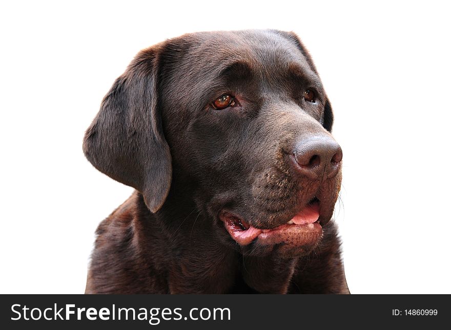 Close up shot of a cute labrador on white. Close up shot of a cute labrador on white