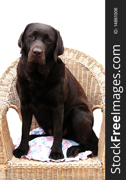 Close up shot of a cute labrador on a chair on white. Close up shot of a cute labrador on a chair on white