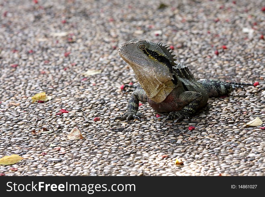 An Australian lizard sitting on a footpath.