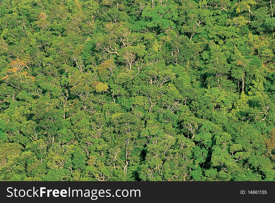 Texture Of Tropical Forest