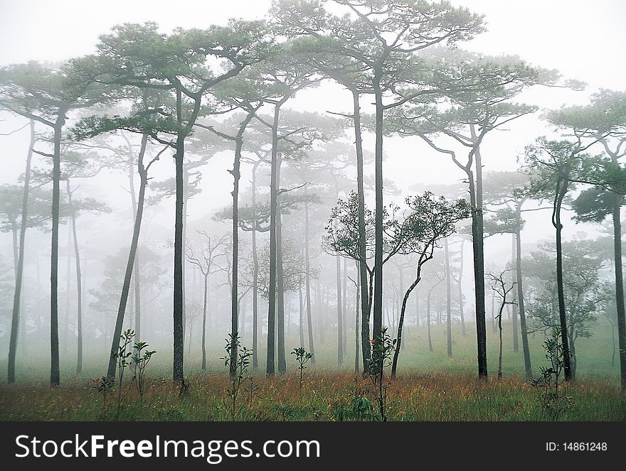 Pine forest and the mist at north of Thailand