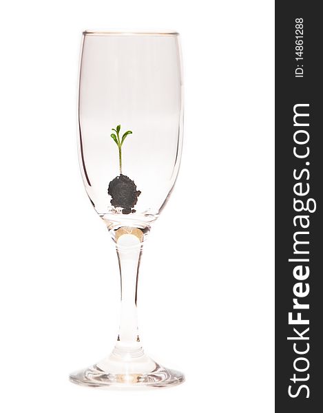 A young seedling in a glass container isolated on a white background. A young seedling in a glass container isolated on a white background.