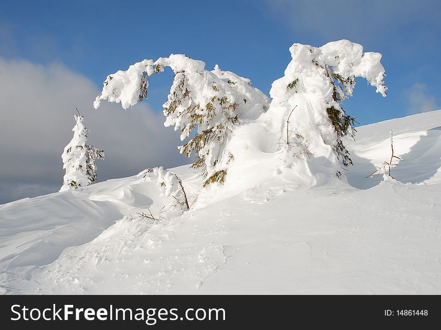 A white winter hillside in a landscape with fur-trees in snow and clouds. A white winter hillside in a landscape with fur-trees in snow and clouds.