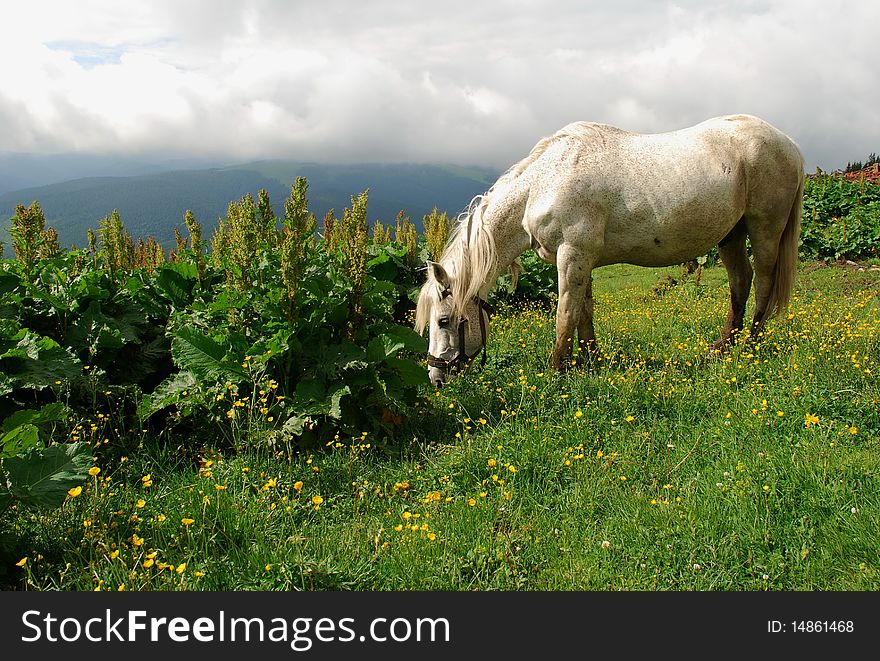 A white horse on a green hillside under clouds. A white horse on a green hillside under clouds.