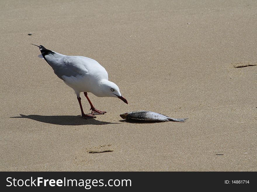 A seagull with a fish on the beach. A seagull with a fish on the beach