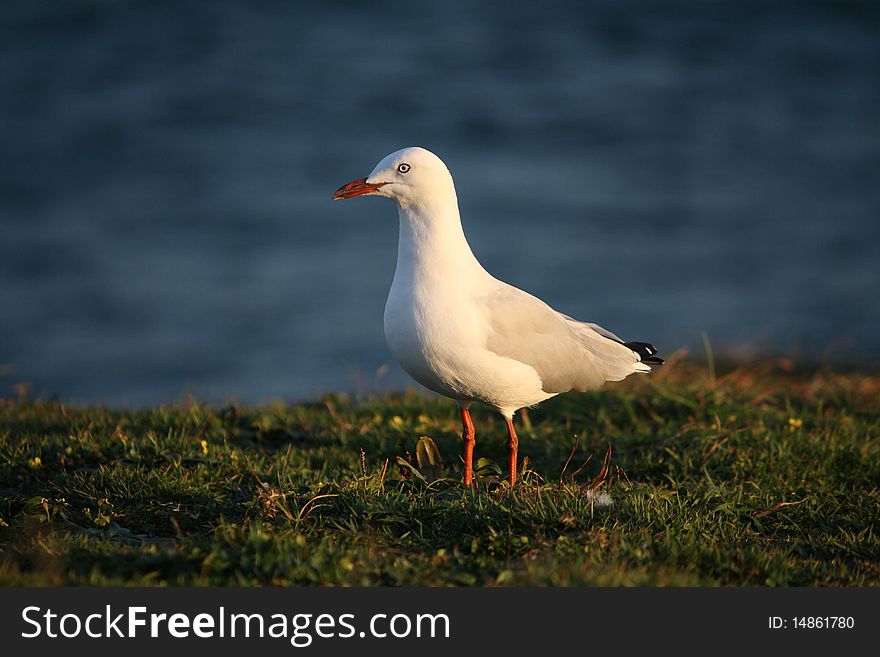 A seagull near the beach. A seagull near the beach