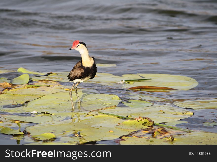 A Jacana waterbird standing on waterlillies. A Jacana waterbird standing on waterlillies