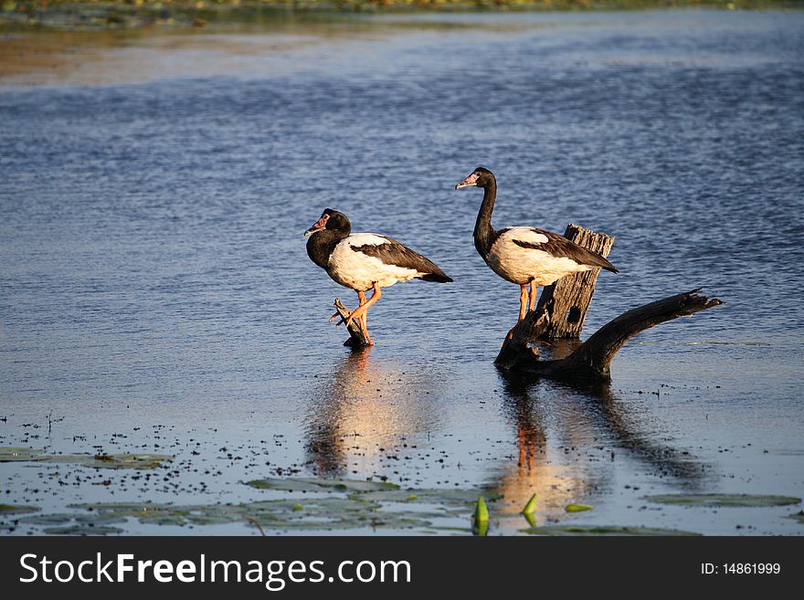 Magpie Geese standing on logs. Magpie Geese standing on logs