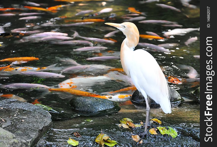 Heron Near A Fish Pond