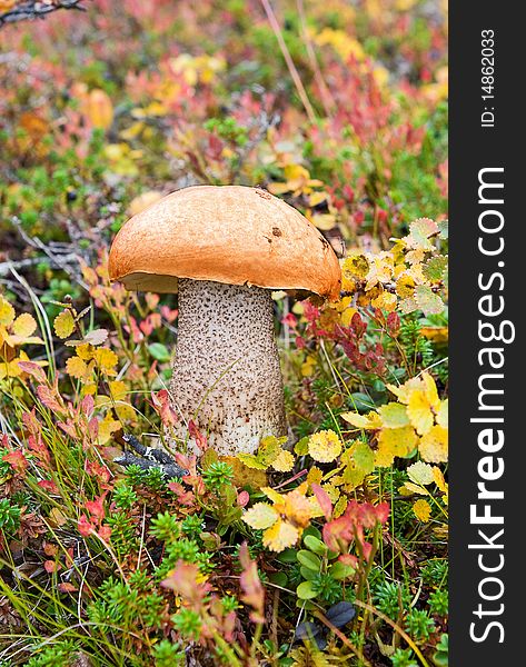 Mushroom in the grass in the autumn forest. Mushroom in the grass in the autumn forest