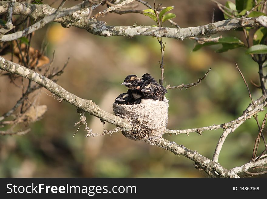 Willie Wagtail chicks in their crowded nest. Willie Wagtail chicks in their crowded nest
