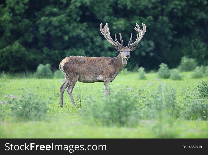 A photo of a red deer