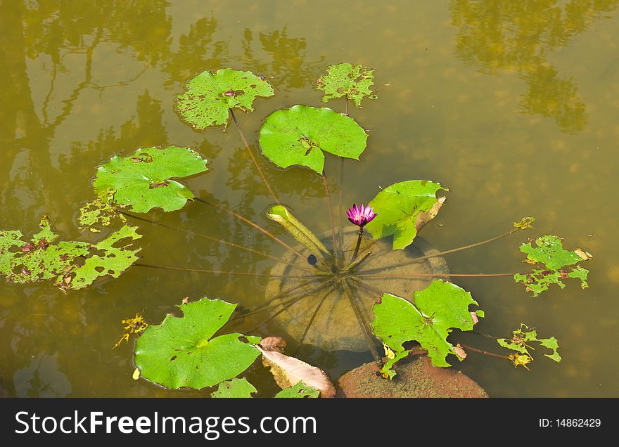 Lotus in pool  chiangmai thailand