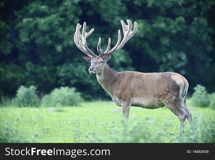 A photo of a red deer