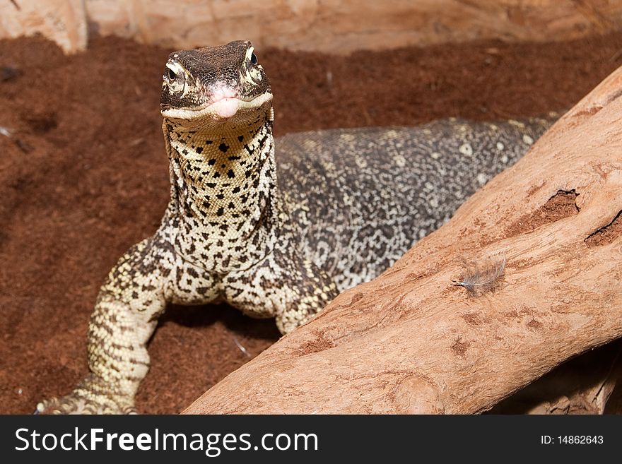 Sand Goanna (varanus gouldii) Portrait. Sand Goanna (varanus gouldii) Portrait