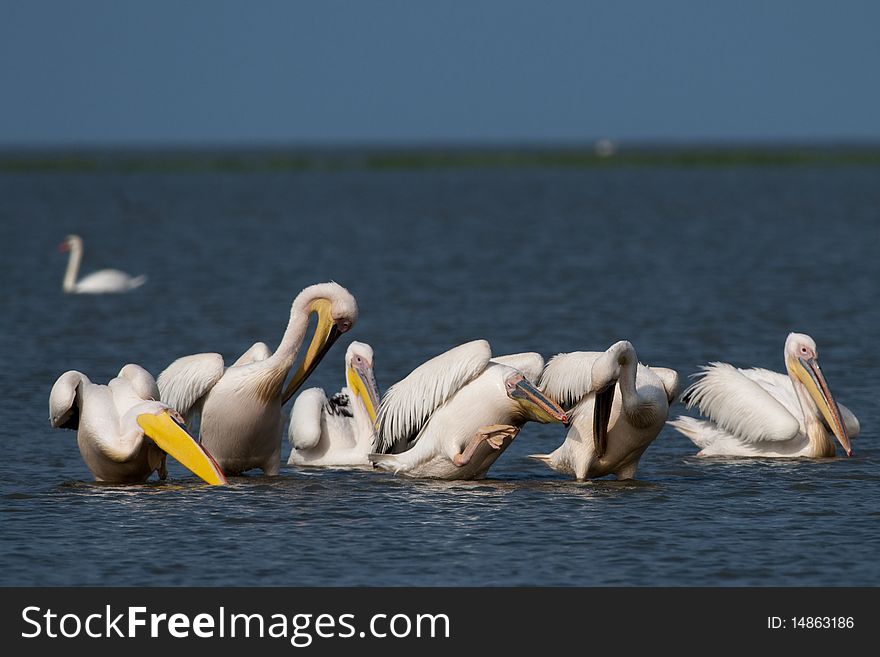 Great White Pelicans Flock