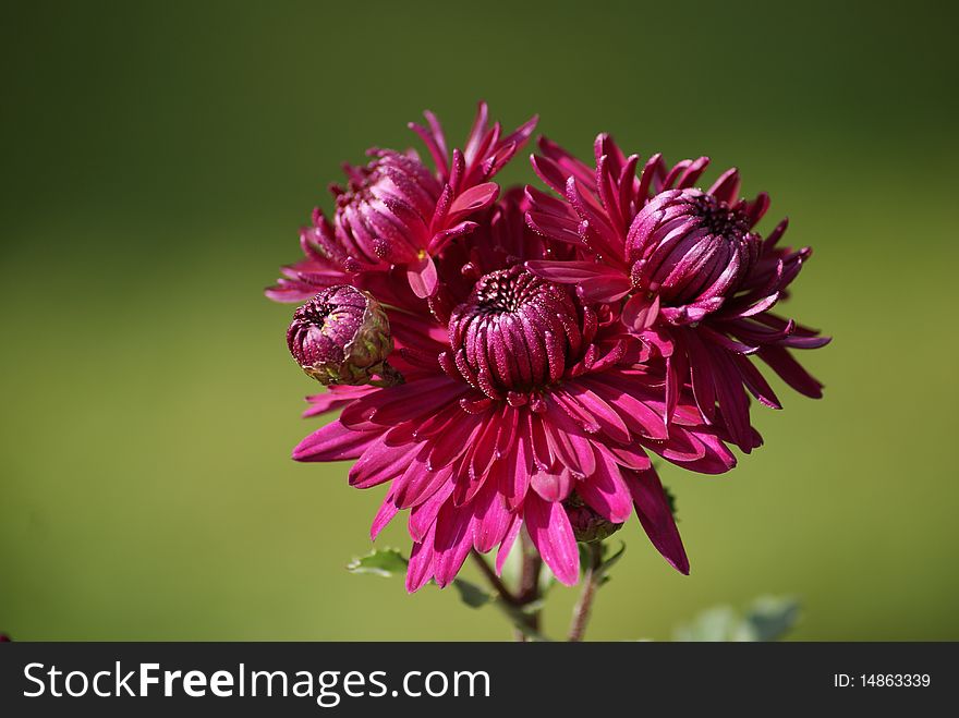 A dark pink ctysantemum on green. A dark pink ctysantemum on green