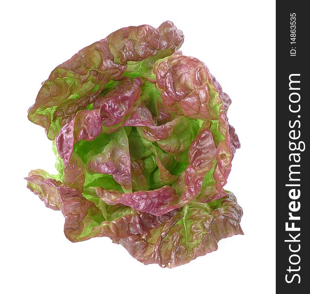 Head Of Lettuce