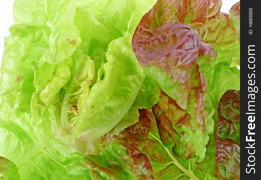 leafs of garden lettuce