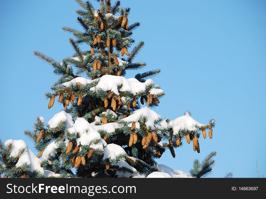 Closeup background from a fur-tree covered with snow