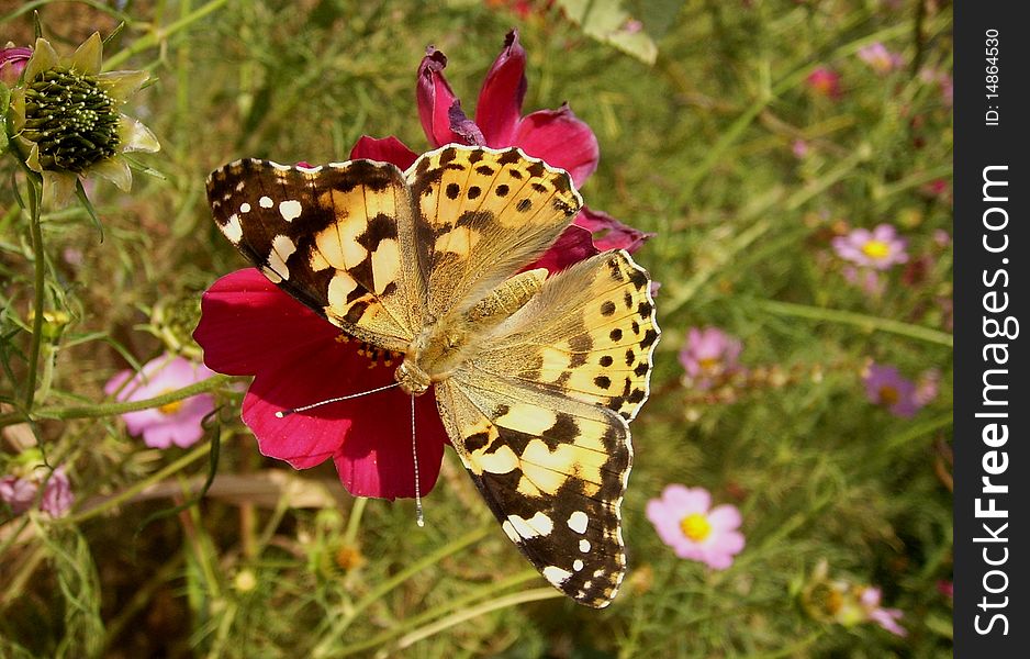 Beautiful butterfly on flower. photografhy