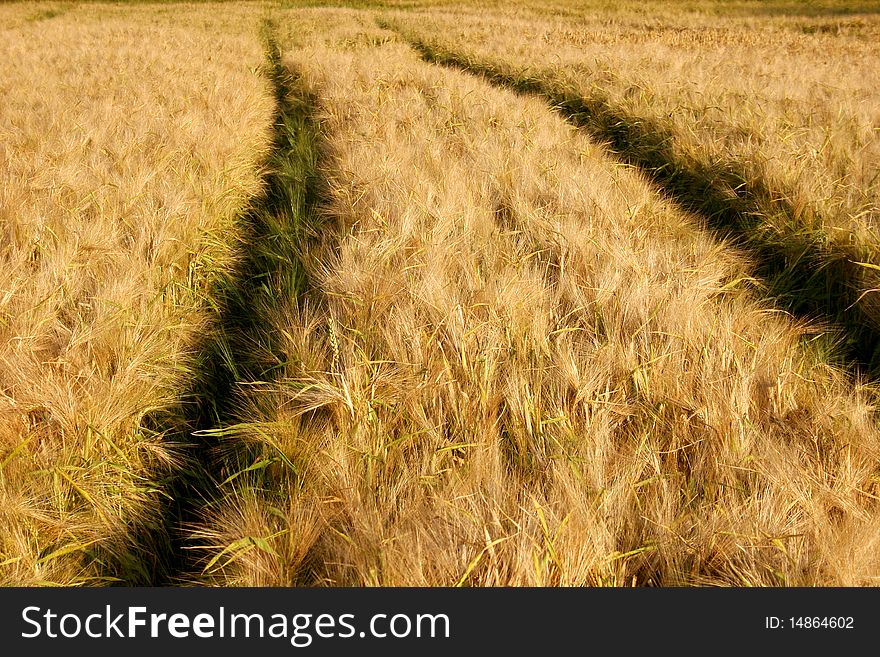 Barley field with tractor lane