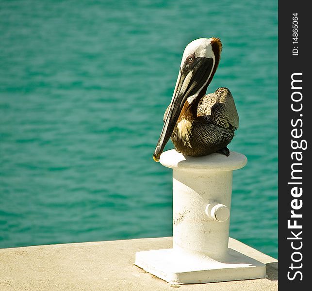 Brown pelican resting on a cleat. Photo taken in St Thomas US Virgin islands.